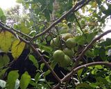 Foto langkah ke 1 dari resep Rujak Asinan Rambutan (simple).