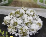 Foto langkah ke 5 dari resep Klepon.