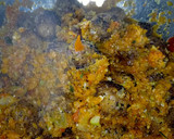 Foto del paso 9 de la receta: Albóndigas en salsa