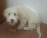 Foto del paso 5 de la receta: Galletas caseras para tus perritos 🐶 🍪