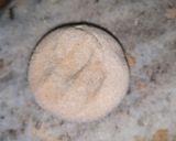 A picture of step 2 of Egg roll.