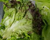 Gambar langkah 1 resipi Salad Campuran.