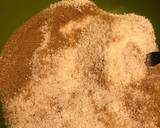 Foto del paso 1 de la receta: Alfajores de coco y avena 🥥
