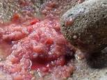 Kering Makaroni Pedas Asam Manis Kriuk langkah memasak 2 foto