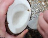 Foto del paso 5 de la receta: 🥥 Coco fresco y cómo abrirlo fácil 🥥