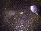 Lenguado a la molinera
