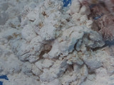 Pempek Tenggiri