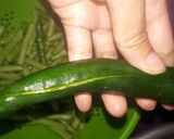 Foto langkah ke 2 dari resep Aseu Cabe Ijo (Khas Sunda).