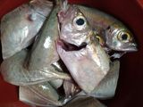 Ikan mata gede masak bumbu