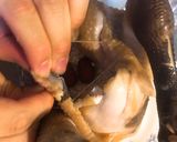 營養滿分紅棗枸杞糯米雞湯湯的食譜步驟3照片