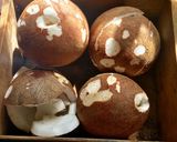 Foto del paso 1 de la receta: Cajetas de Coco 🌴 En cocina de leña