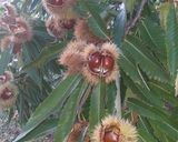 Foto del passaggio 6 della ricetta Le caldarroste di Mari Na🌰