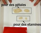 Une image de l'étape 3 de Nerikiri Wagashi: 