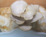 Foto del paso 8 de la receta: Solomillo al horno con setas