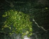 ड्राई भरवां टिंडे (Dry Bharwan tinde recipe in Hindi) रेसिपी चरण 3 फोटो