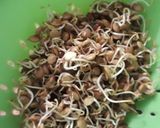 Foto del paso 7 de la receta: Brotes de lentejas