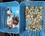 Hình bước làm 2 của món Hái sản nấu trái sung và rau câu