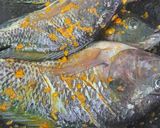 Foto langkah ke 1 dari resep Ikan Nila Goreng.
