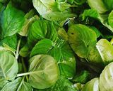 Foto del passaggio 1 della ricetta Crema e liquore alla menta