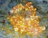 Foto langkah ke 2 dari resep Tumis Sawi Pahit Semi Pedas.