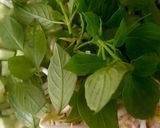 Foto langkah ke 3 dari resep Karedok khas Sunda (Jawa Barat).