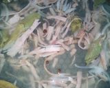 Foto del paso 6 de la receta: Col agridulce utvco