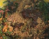 A picture of step 6 of Efo-riro.