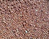 Foto langkah ke 1 dari resep Kacang Disco.