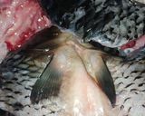 Foto langkah ke 2 dari resep Gulai ikan mas.