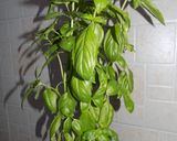 Foto del paso 1 de la receta: Festival de Pestos: 1 de albahaca tradicional