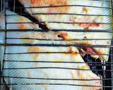 Foto del paso 8 de la receta: Pez raya a las brasas acompañado con salsa de tomates