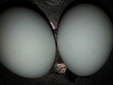 आमलेट ब्रेड टोस्ट(omellte recepie in hindi)