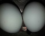 आमलेट ब्रेड टोस्ट(omellte recepie in hindi) रेसिपी चरण 1 फोटो