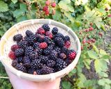 Hình bước làm 1 của món 🌱 Si Rô Blackberry Tươi Lên Men Rượu