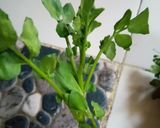 Foto langkah ke 1 dari resep Tumis sayur paret/selada air.