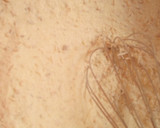 A picture of step 2 of Basbousa (semovita cake).