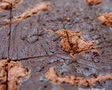 Foto langkah ke 5 dari resep Nutella Brownies.
