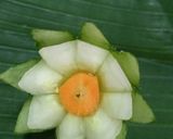 Foto langkah ke 8 dari resep Step by step membuat hiasan tumpeng.