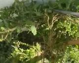 Foto del paso 3 de la receta: Elotito veloz