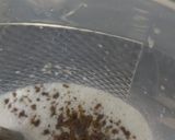 A picture of step 2 of Masala lassi.