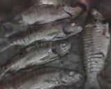 Foto del paso 4 de la receta: Pescado de río en alcaparras