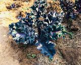 A picture of step 2 of Organic Home Grown Cauliflower and Greens Salad.