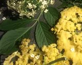 Foto del passaggio 6 della ricetta Fiori di SambucoFritti