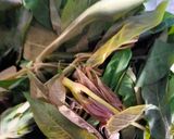 Foto langkah ke 1 dari resep Sayur bobor daun singkong.