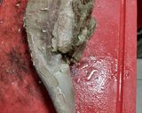 Foto del paso 3 de la receta: Lengua a la vinagreta