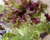 Foto del paso 1 de la receta: Ensalada de lechuga hoja de roble y berberechos