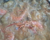 Foto del paso 6 de la receta: Allipebre de anguilas y gambones