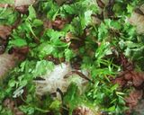 પરદા બિરયાની (parda biryani recipe in gujarati) રેસીપી સ્ટેપ5ફોટો