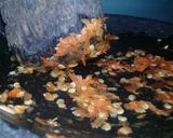 Foto langkah ke 1 dari resep Sambal bawang #SiapRamadhan.