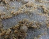 આમળા ગોળી (Amla goli recipe in Gujarati) રેસીપી સ્ટેપ5ફોટો